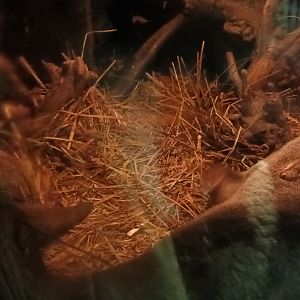 Eurasian river Otters