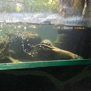Diving Eurasian river Otter