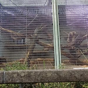 Great Ape House entire Sumatran Orang Utan outdoor Enclosure!