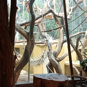 Great Ape House Example of Sumatran Orang Utan indoor Enclosure