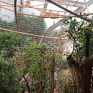 Great Ape House Example of Pileated Gibbon Enclosure
