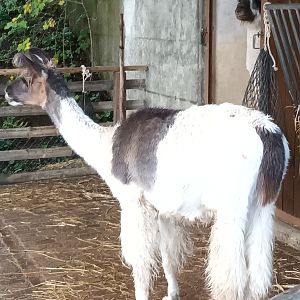 Llama