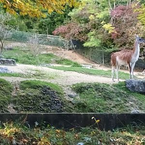 Guanaco and Guanaco Enclosure