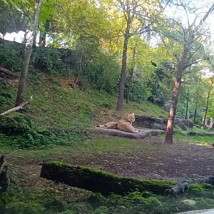 Gir Forest Asian Lion Enclosure