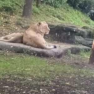 Gir Forest Asian Lionesses