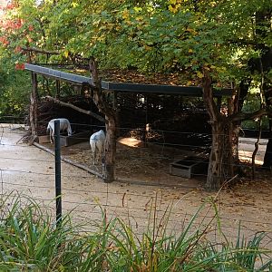 Antelope House Arabian Oryx outdoor Enclosure