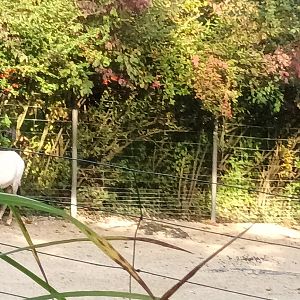 Antelope House Arabian Oryx