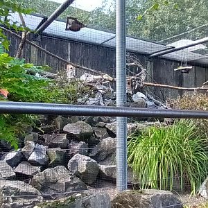 Derbyan Parakeet and Chinese striped Squirrel Aviary