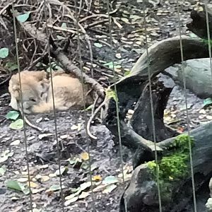 Himalaya Mongolian Wolf