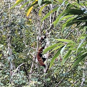 Himalaya Red Panda