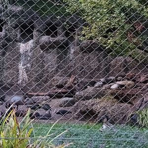 Northern bald Ibis and European Spoonbill Aviary
