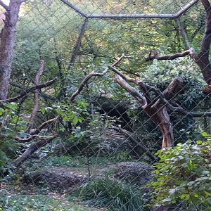 Egyptian Vulture Aviary