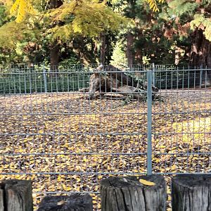 Brazilian Tapir Enclosure