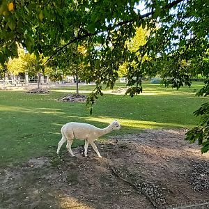 South America Enclosure