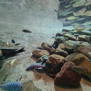 African Cichlids ID