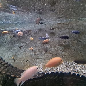 African Cichlids ID
