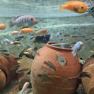 African Cichlids ID