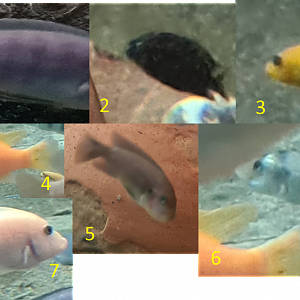 Various African cichlids ID