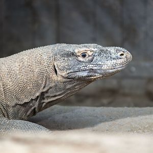 Komodo dragon (Varanus komodoensis)