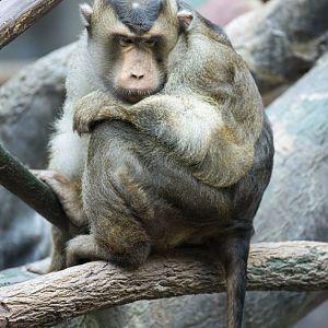 Sunda pig-tailed macaque (Macaca nemestrina)