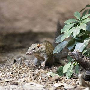 Northern treeshrew (Tupaia belangeri)
