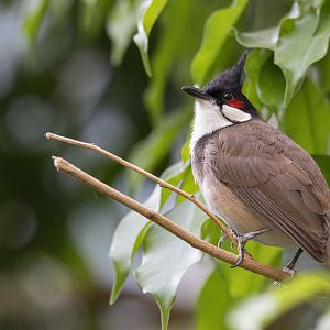 Red-whiskered bulbul (Pycnonotus jocosus)