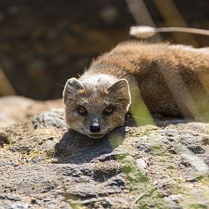 Yellow mongoose (Cynictis penicillata)