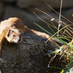 Yellow mongoose (Cynictis penicillata)