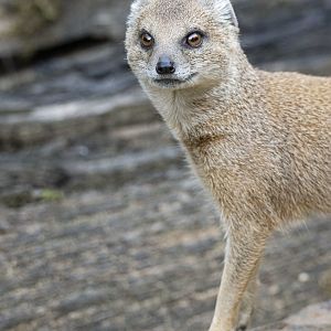 Yellow mongoose (Cynictis penicillata)