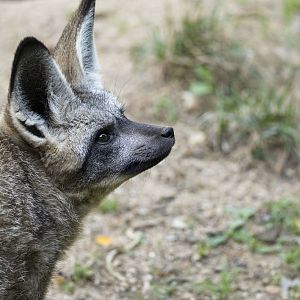 South African bat-eared fox (Otocyon megalotis megalotis)