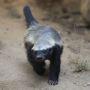 Central African ratel (Mellivora capensis cottoni)