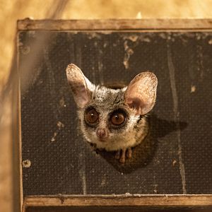 Moholi bushbaby (Galago moholi)