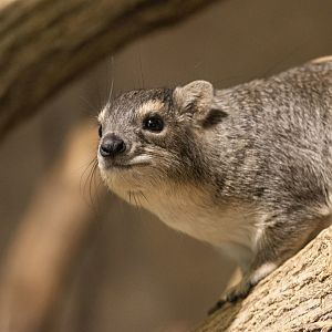 Yellow-spotted rock hyrax (Heterohyrax brucei)