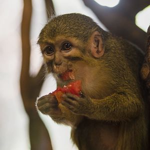 Gabon talapoin (Miopithecus ogouensis)