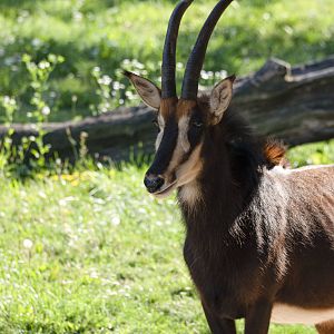 Black sable antelope (Hippotragus niger niger)