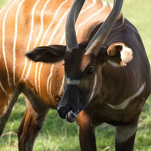 Eastern bongo (Tragelaphus eurycerus isaaci)