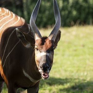 Eastern bongo (Tragelaphus eurycerus isaaci)