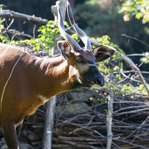 Eastern bongo (Tragelaphus eurycerus isaaci)