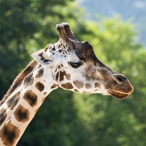 Rothschild's giraffe (Giraffa camelopardalis rothschildi)