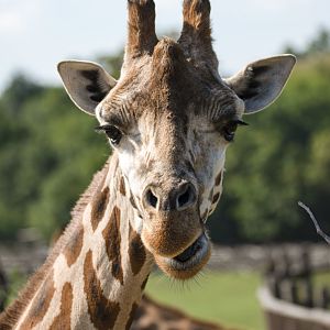 Rothschild's giraffe (Giraffa camelopardalis rothschildi)