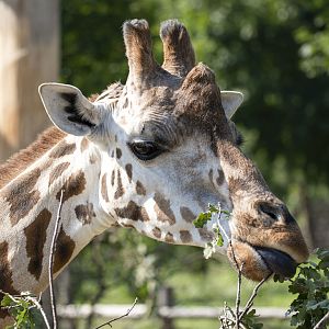 Rothschild's giraffe (Giraffa camelopardalis rothschildi)