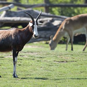 Blesbok (Damaliscus pygargus phillipsi)