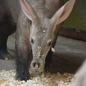 Aardvark (Orycteropus afer)