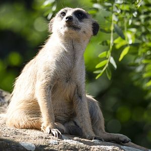 Meerkat (Suricata suricatta)