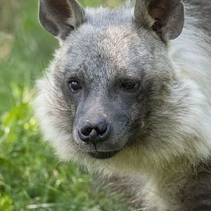 Brown hyena (Parahyaena brunnea)