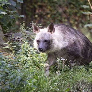 Brown hyena (Parahyaena brunnea)