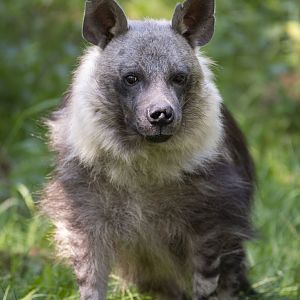 Brown hyena (Parahyaena brunnea)