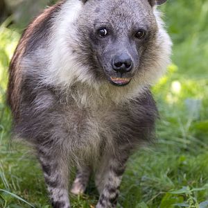Brown hyena (Parahyaena brunnea)