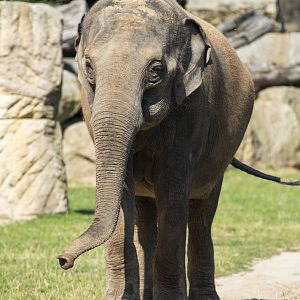 Asian elephant (Elephas maximus)