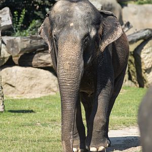 Asian elephant (Elephas maximus)